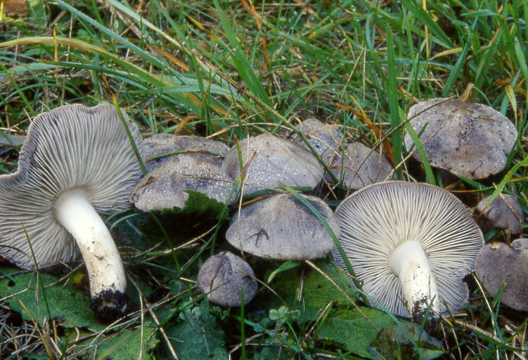 Tricholoma terreum